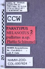 Etikette zu Melanotus pullatus (Platia & Schimmel, 2001) (NHMW-ZOO-COL-0007624)